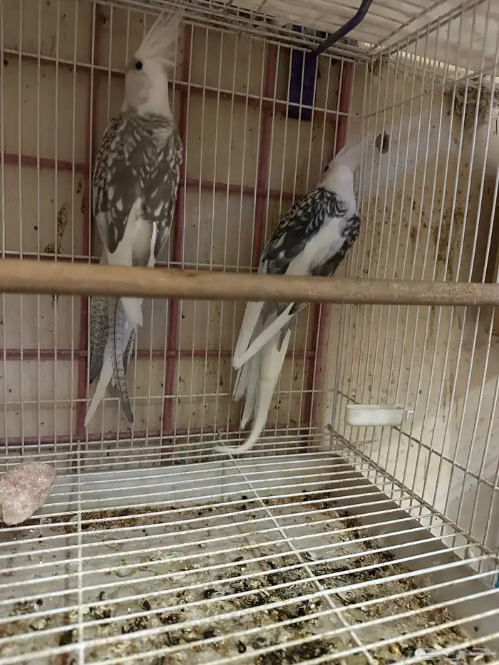 زوج كروان سبلت رسيسف بالفروخ 0