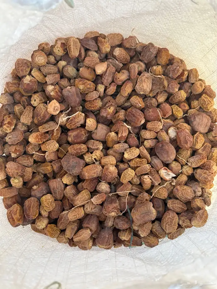 علف تمر ناشف خراف هذه السنه 2