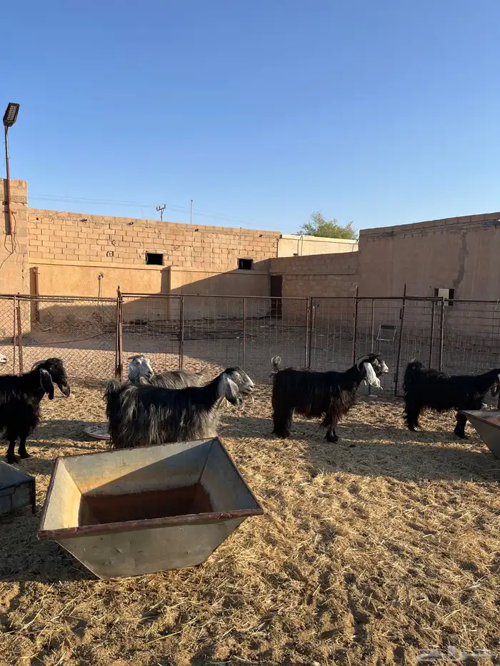 معزا العدد 7 سنونهن تامات ضريعن لهن ثلاث شهور 2