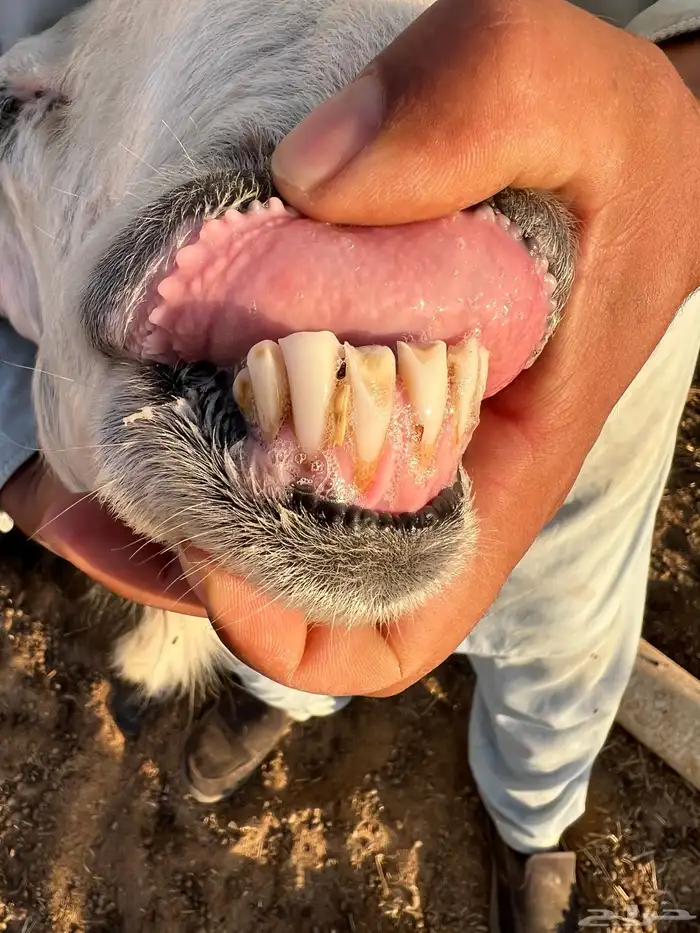 نجديه والد تحتها رخل 3