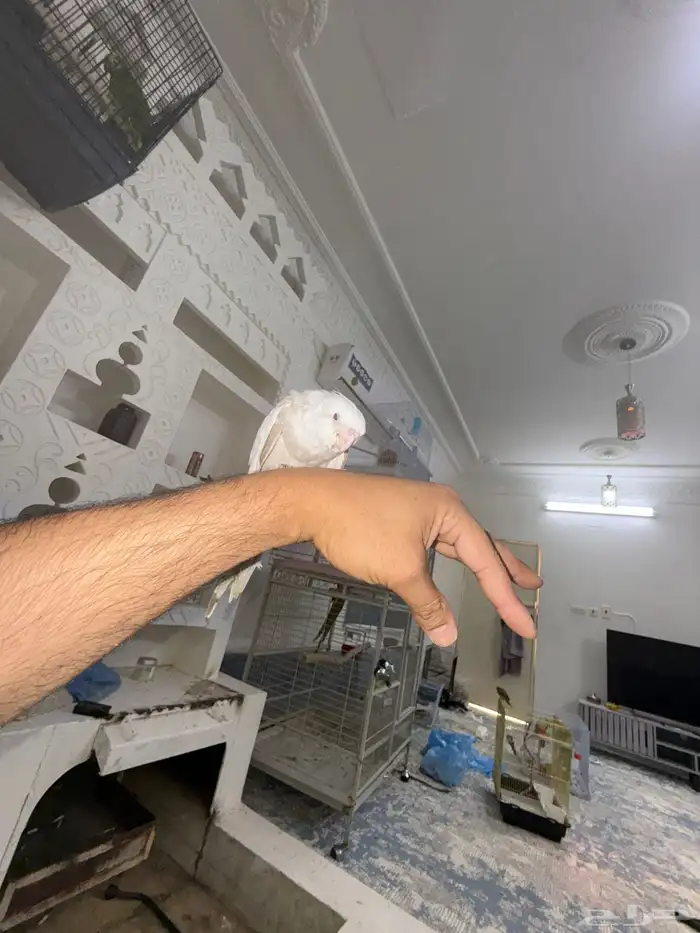 كروان العمر تقريبا  3شهور 2