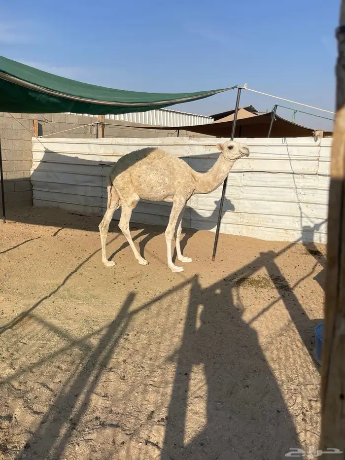 للبيع الحاشي 1