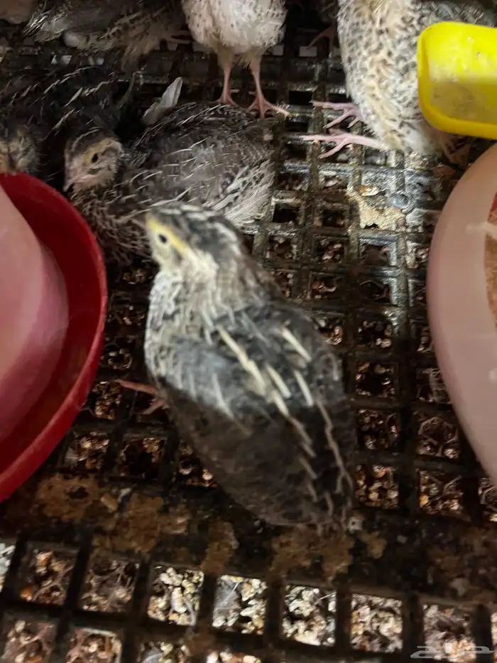 سمان بلدي العمر شهر تقريبا الصحة جيدة 2