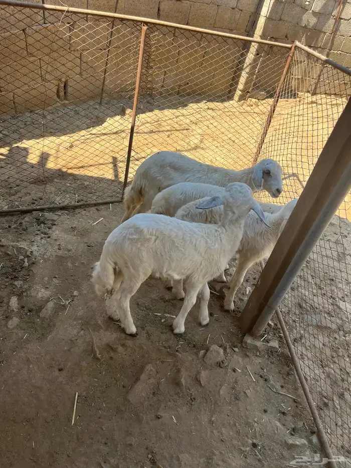 طليان 2ذكران 2اناثي 2