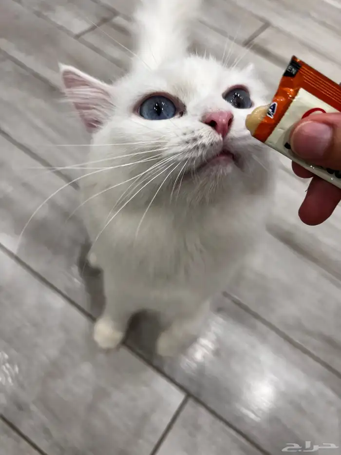 قطه للتبني 2