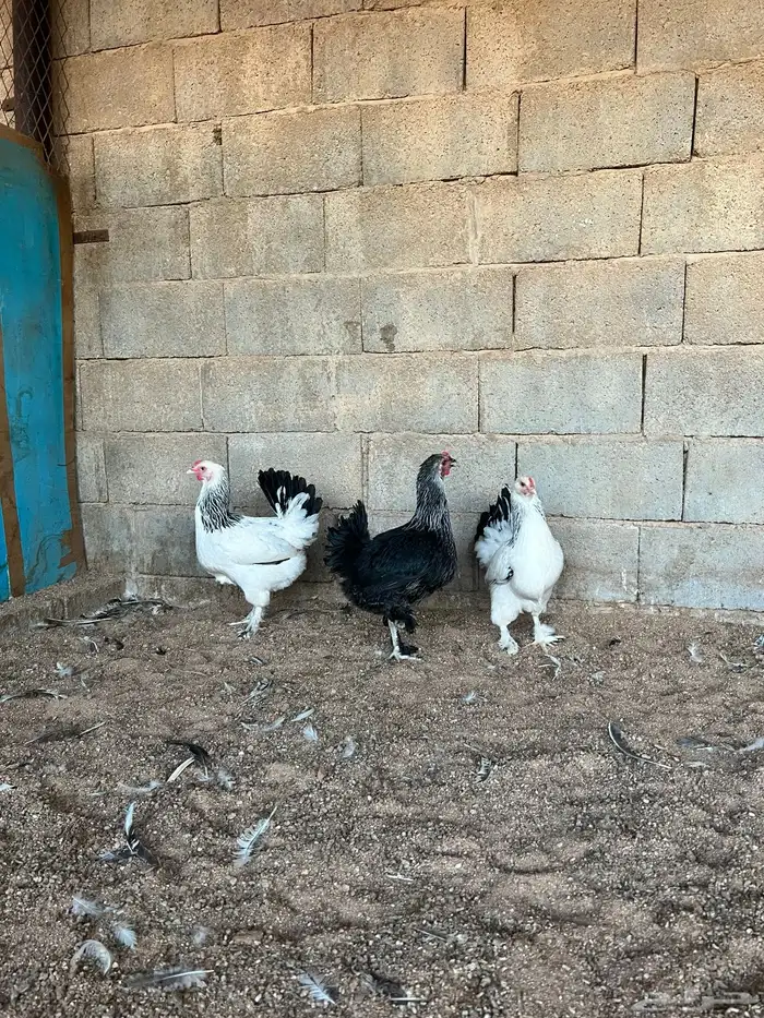 للبيع طقم براهما 1