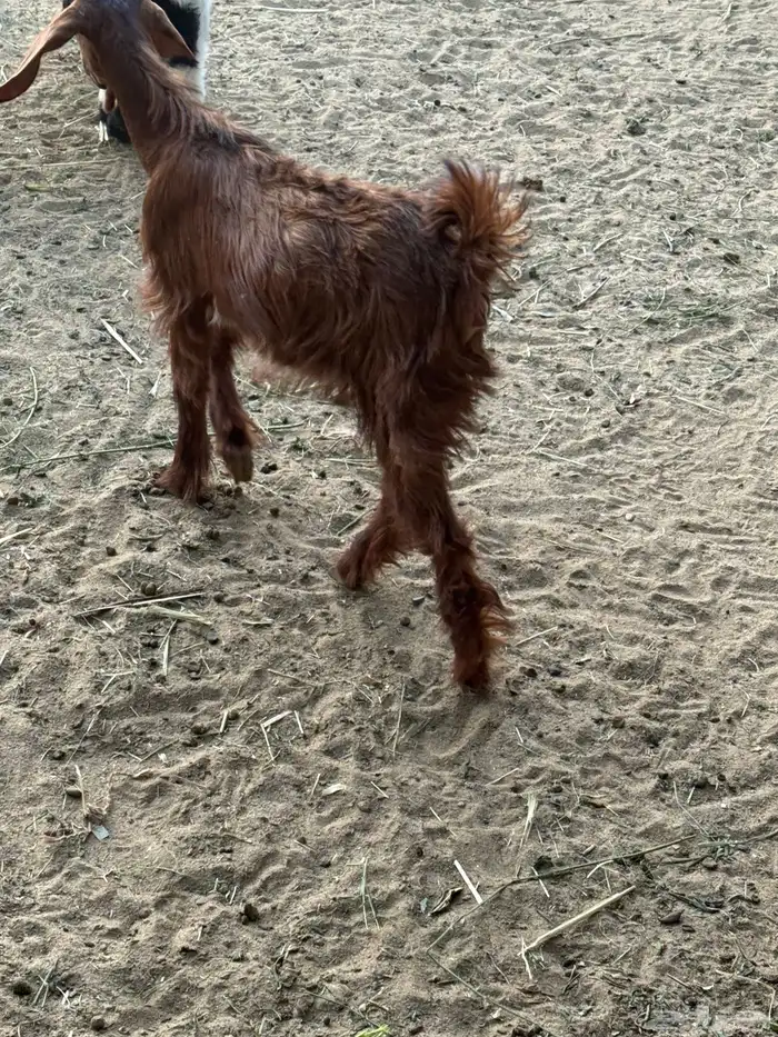 شاه و معزاء 1