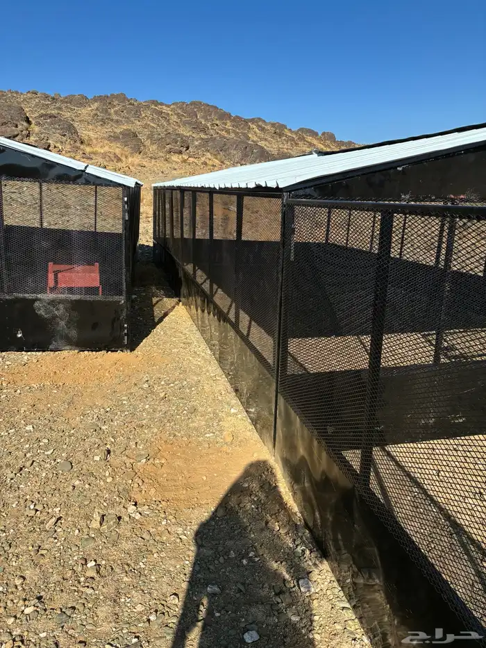 شبوك حلال 17