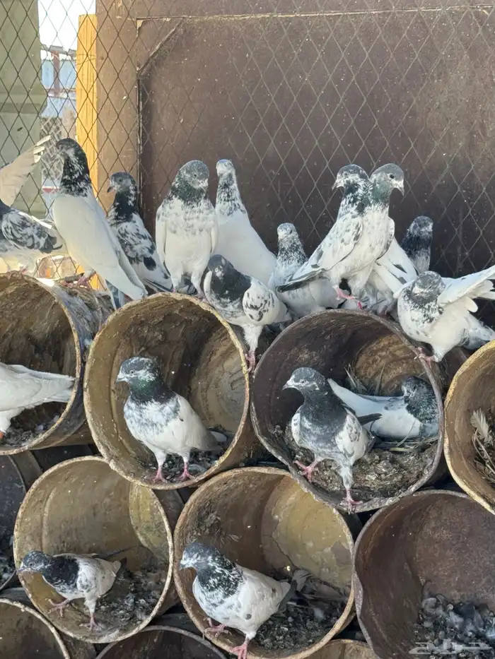 حمام باكستاني 2