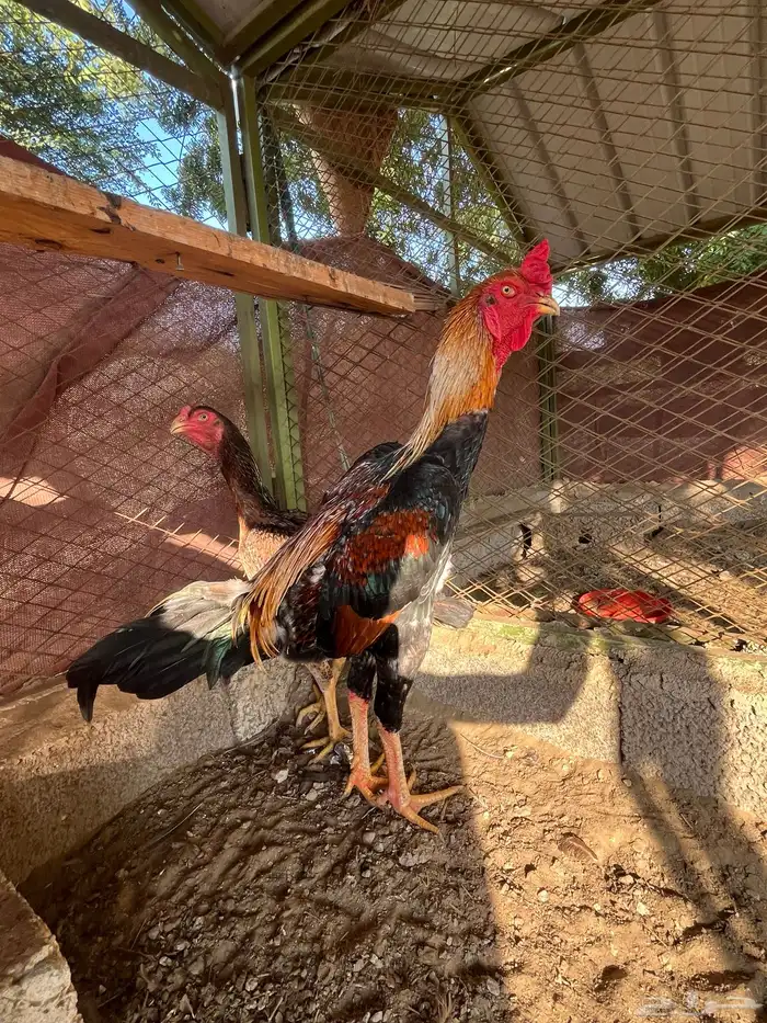 شامو يباني 3