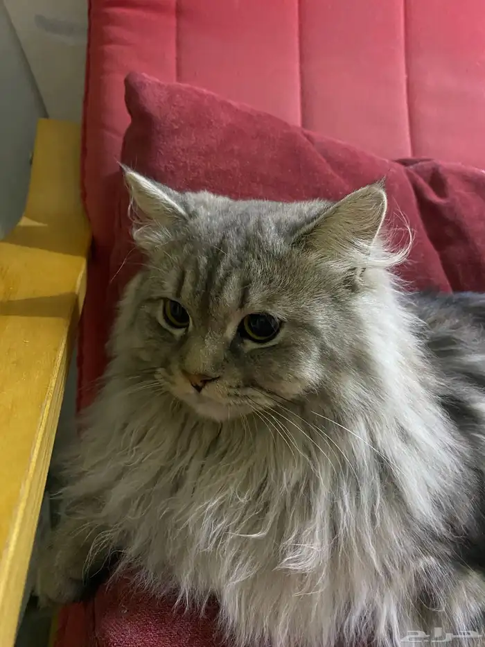 قطط ل التبني 0