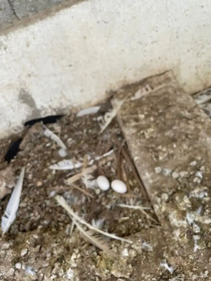 حمام للبيع خوارج (املج ) 9