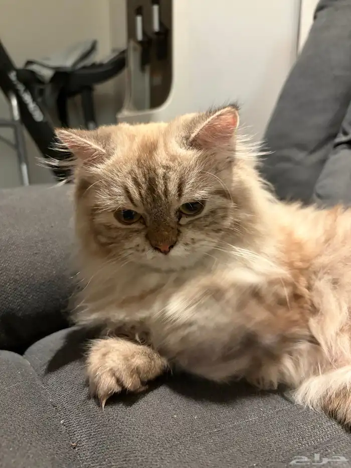 قطط للتبني 6