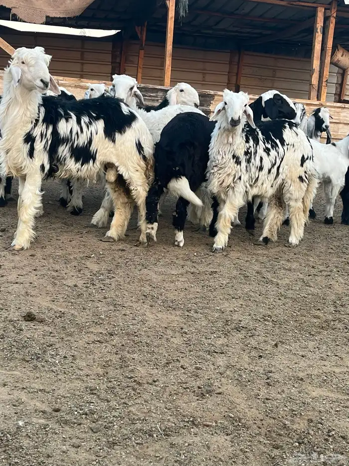 ذبايح خرفان حريات جبره 8