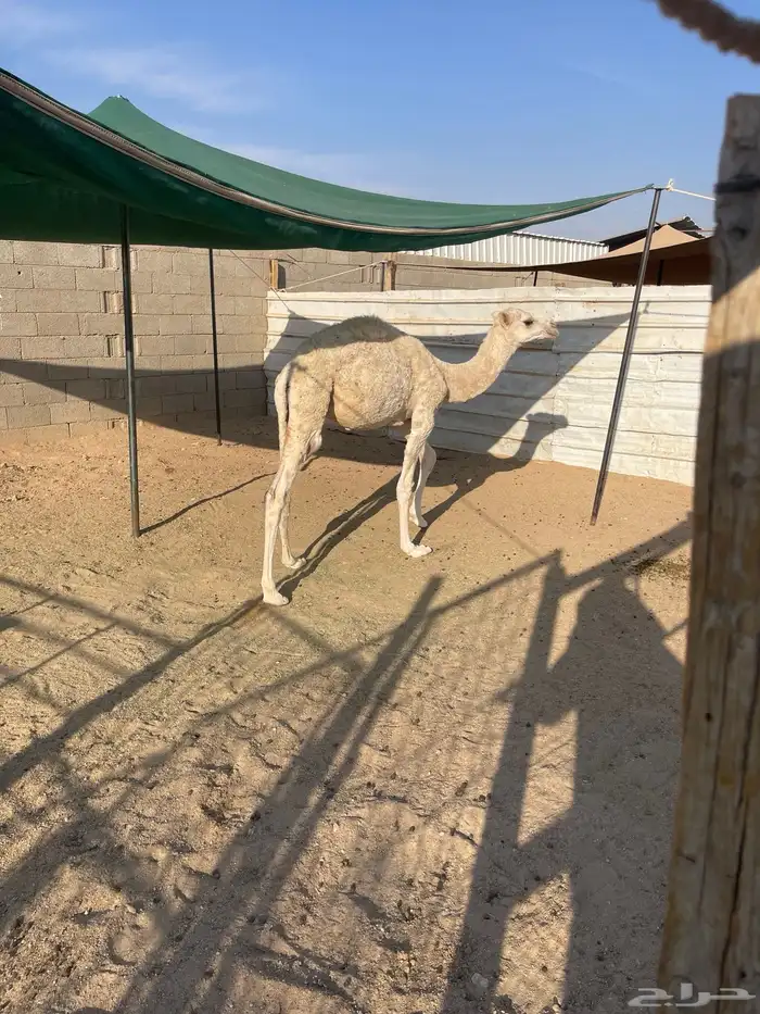 للبيع الحاشي 0