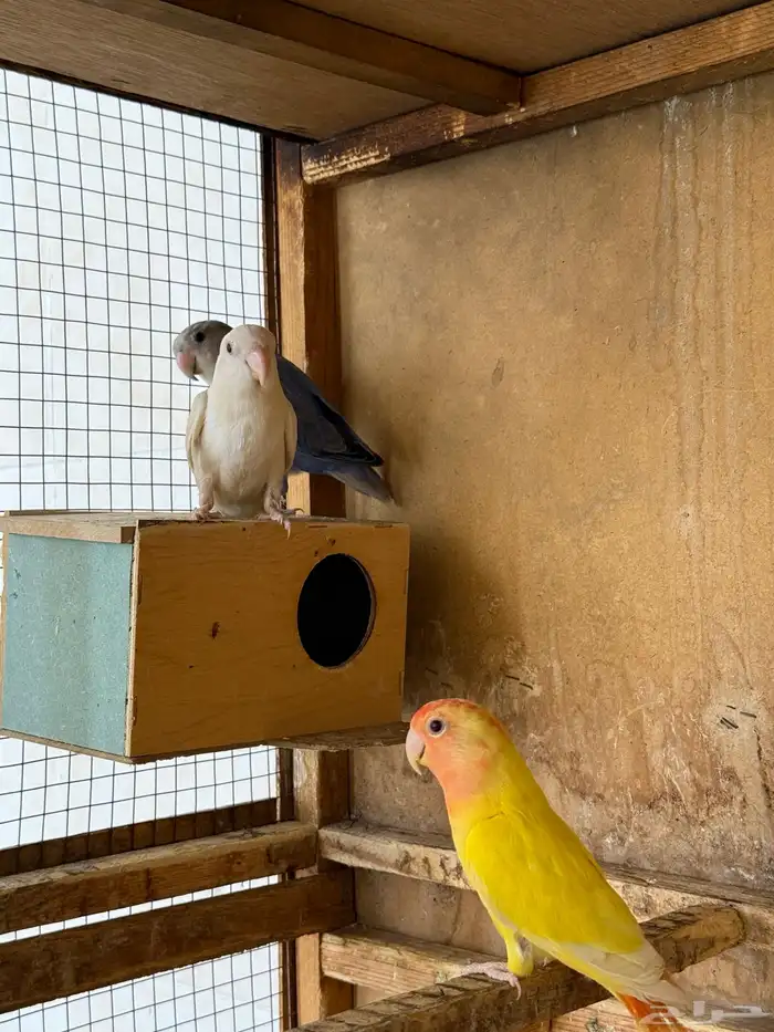للبيع طيور روز نظيفه 1