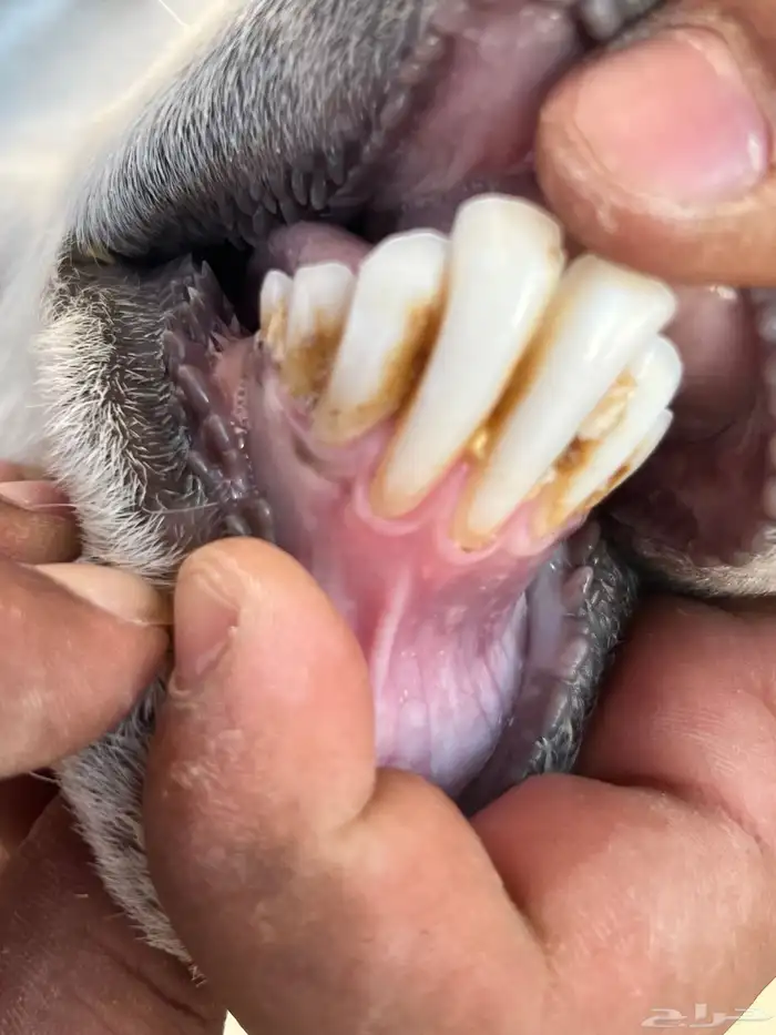 للبيع متبع و عناق 0