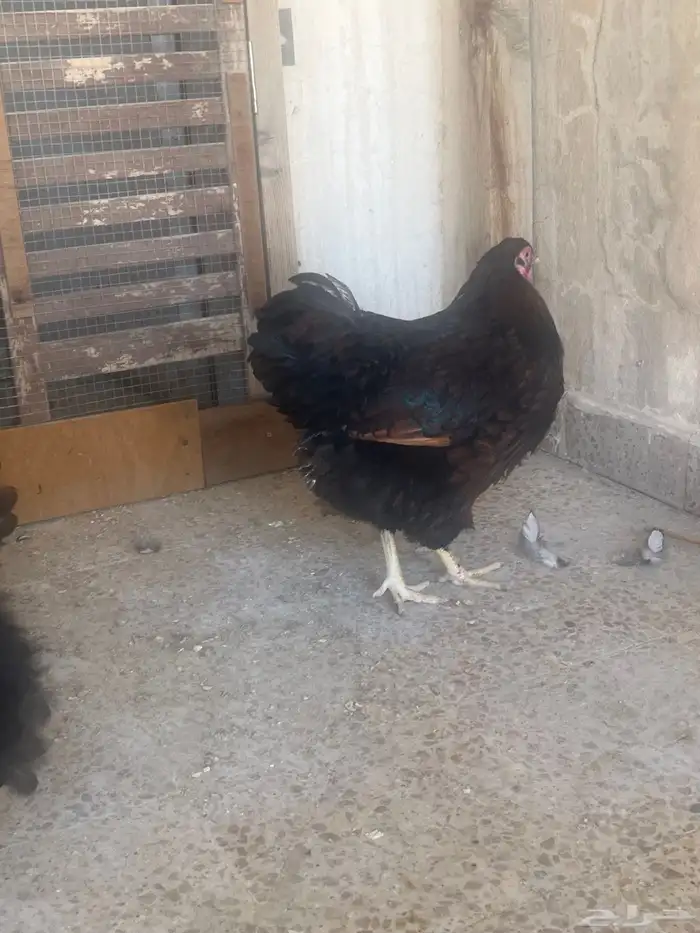 دجاج وايندوايت للبيع 1