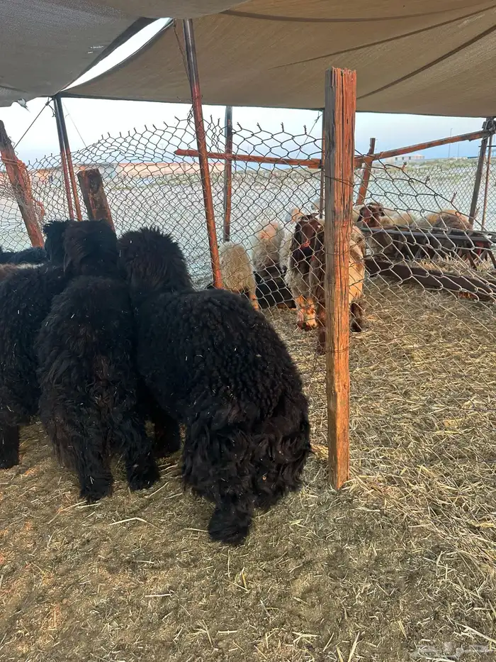 جذعان جزله كناور عرب 1