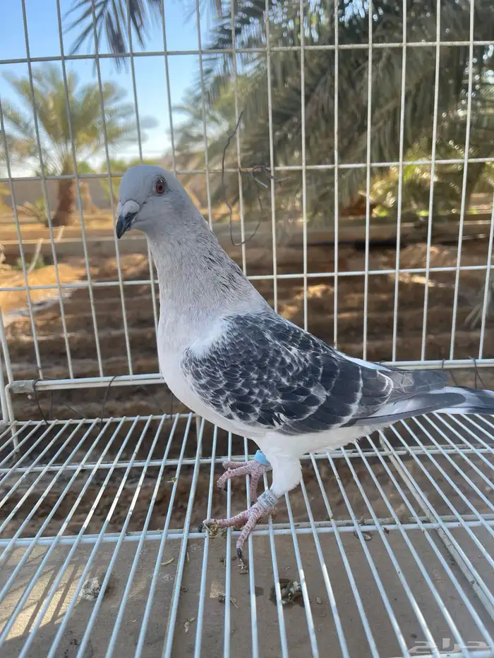 زاجل ايس وشذري 3