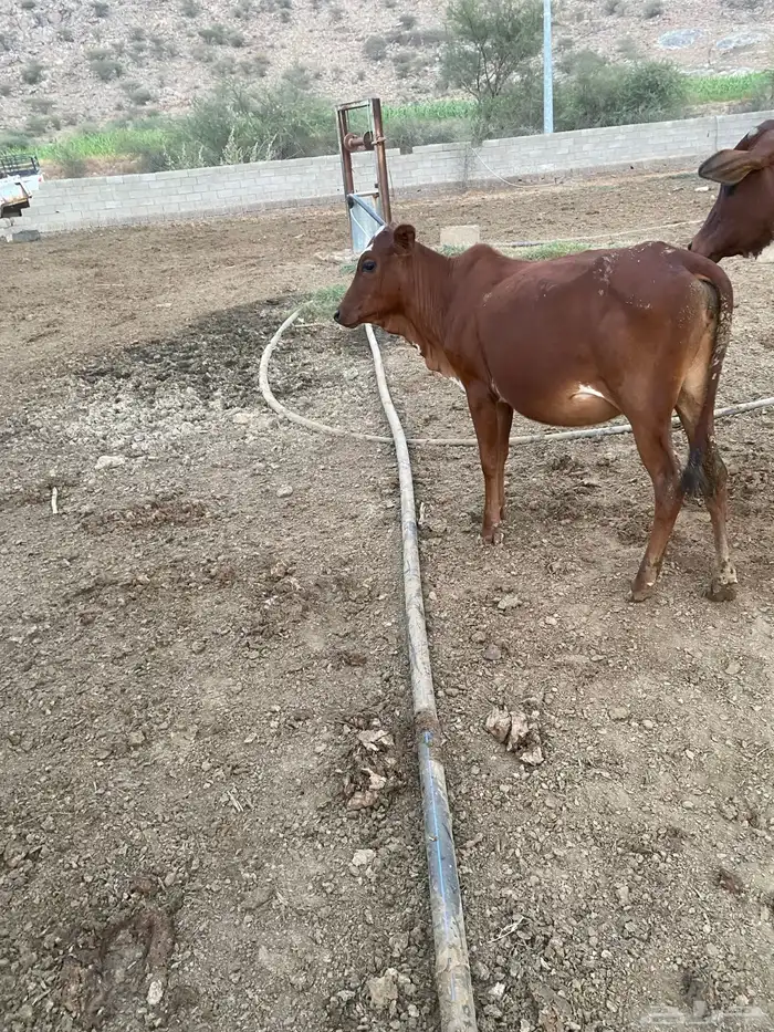 حسيل اناث من بقري 0