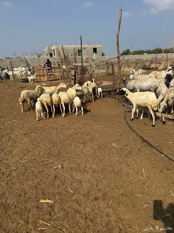 ضان رفيدي مناتيج 5