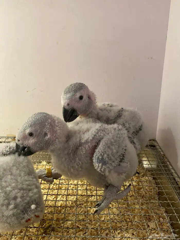 فروخ كاسكو 2