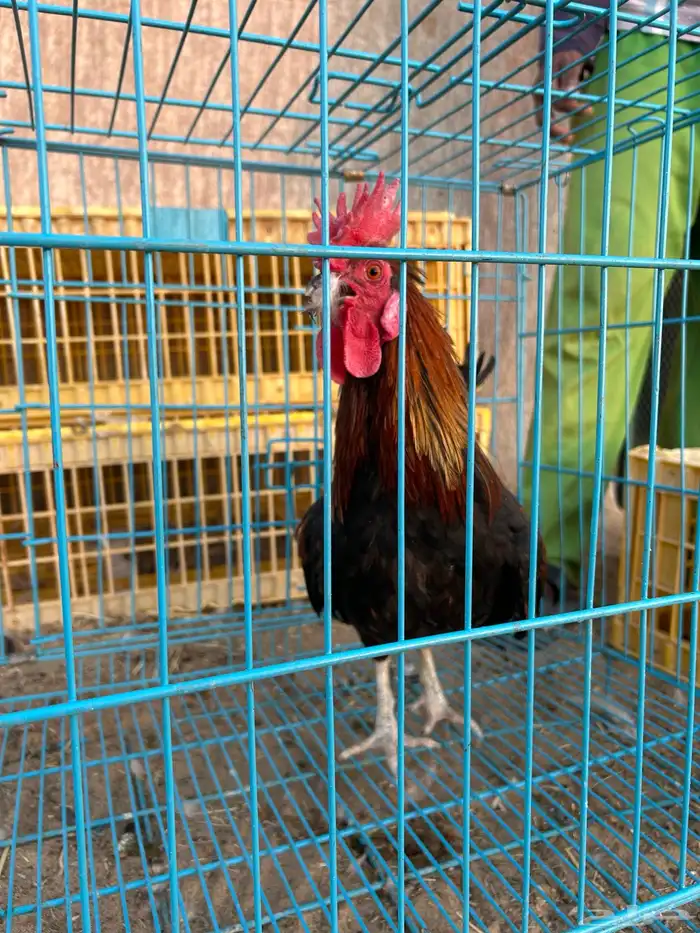 ديوك ترثه فرقى مستوى تب 21