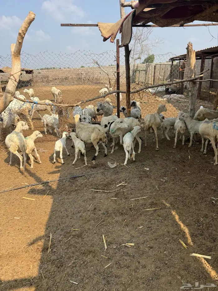 ضان رفيدي مناتيج 1