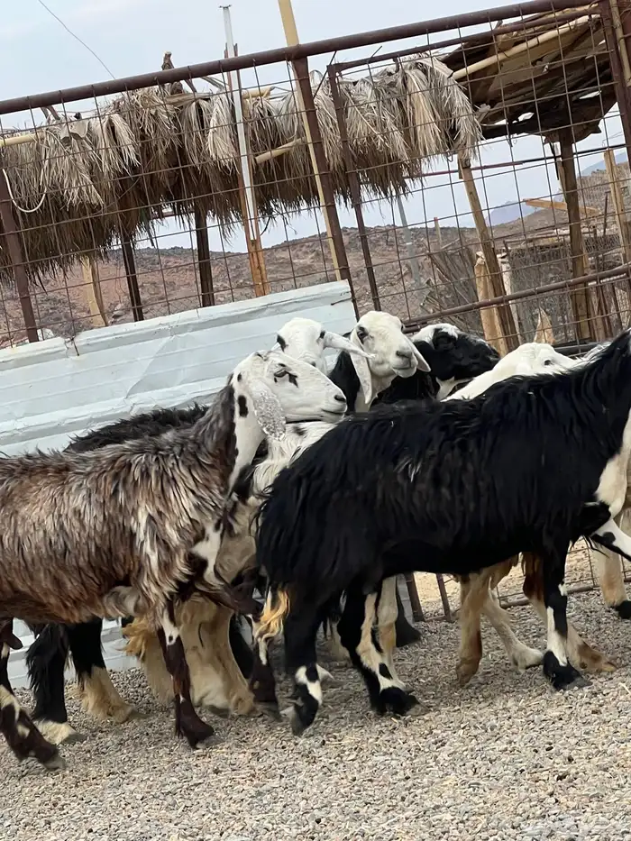 ضان حجريات صنف 7