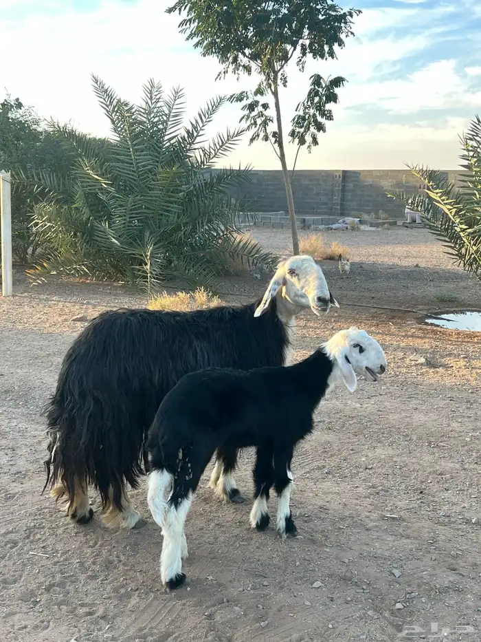 نجديه والد تحتها رخل 2