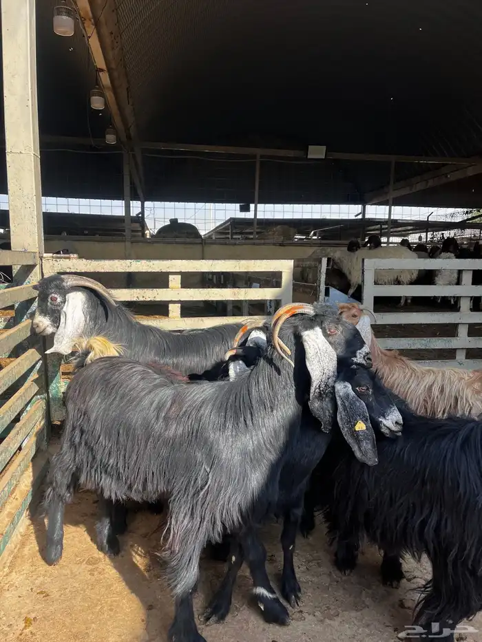 معزا عوارض 4