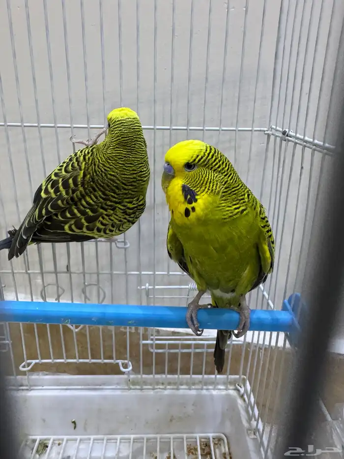 عصافير بادجي للبيع 7
