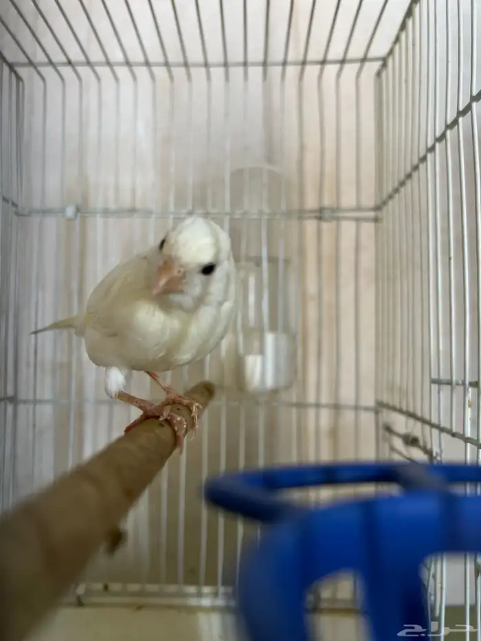 فحل كناري اوربي(تم البيع) 2