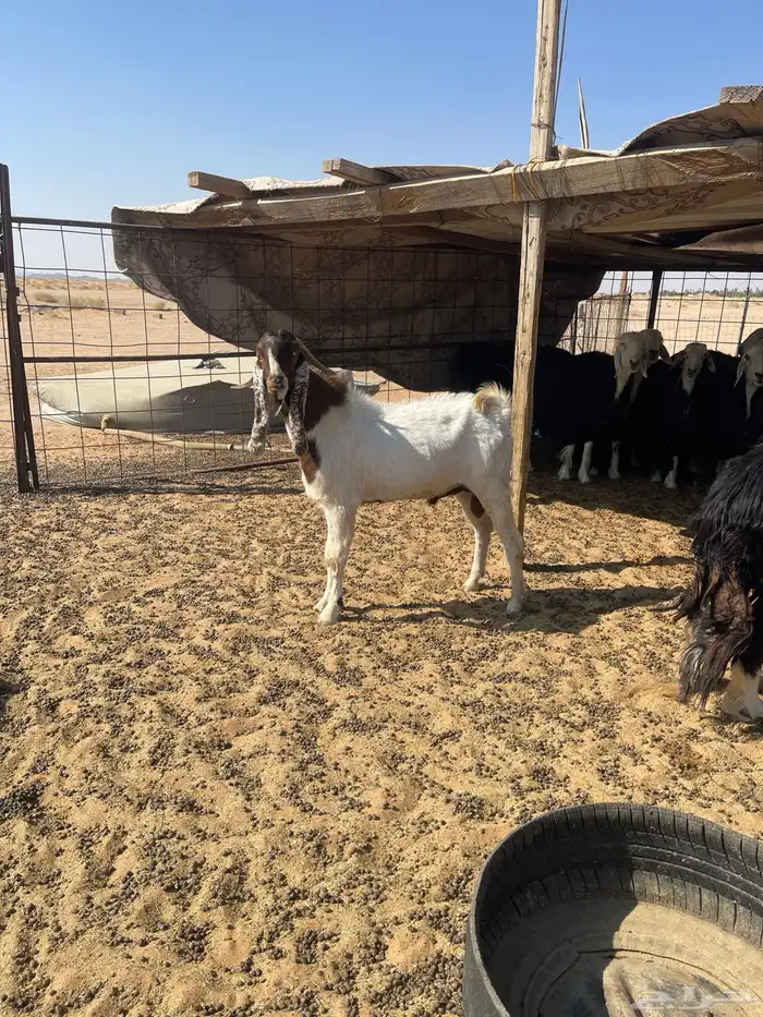 للبيع تيس بورقوت ثني مشروط شرط وطيبب ومنتج 0