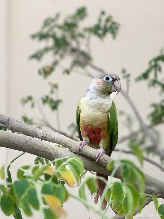 ببغاء كنيور 1