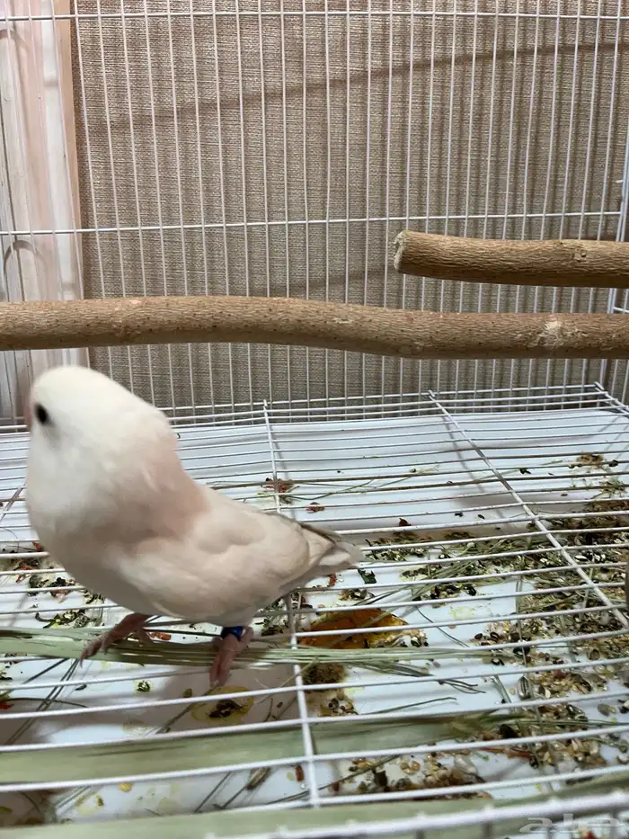 انثى روز البينو جاهزة للانتاج 2