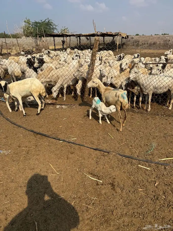 ضان رفيدي مناتيج 4