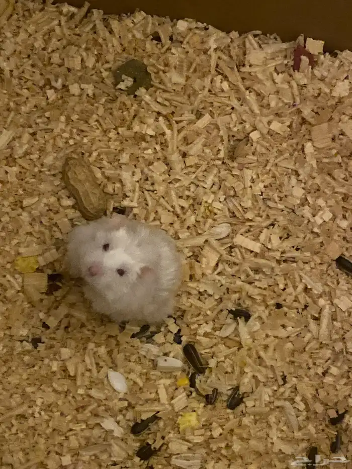 هامستر ذكر للبيع ب40 ريال الموقع تحت مستشفى الملك بالباحه 2