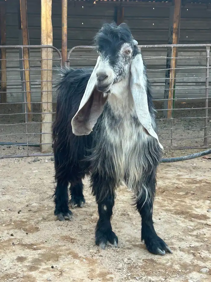 تيس عارضي صنف شعره وطرف مرسوس 3