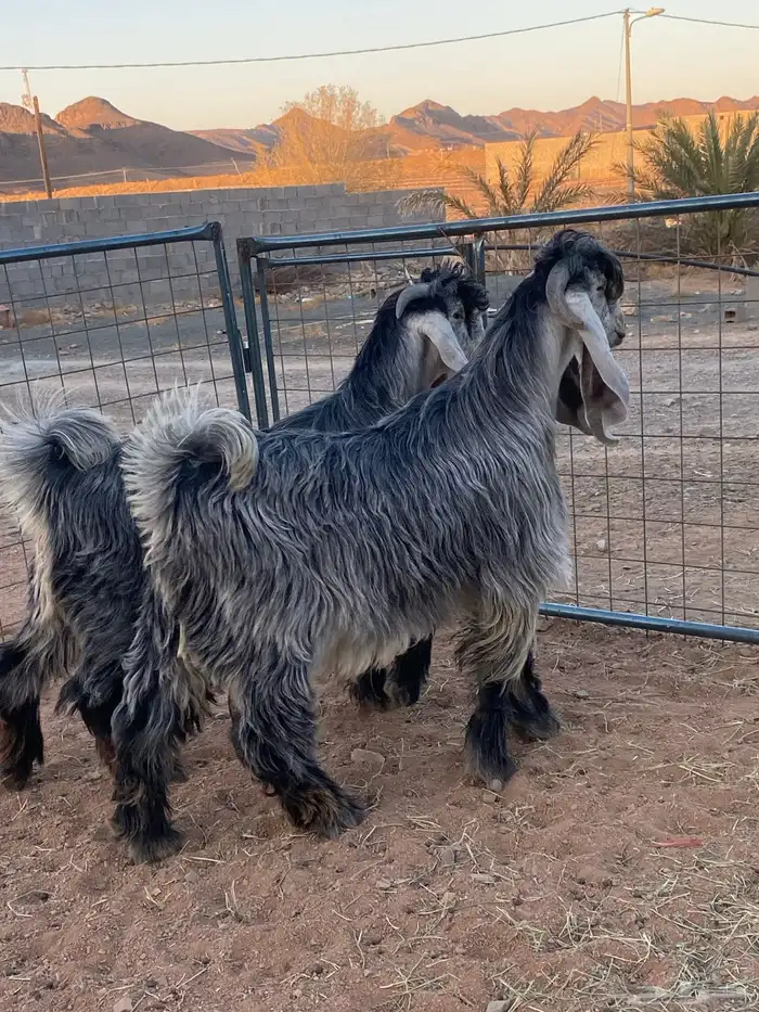 تيس فحل معزا عوارض شهب 0