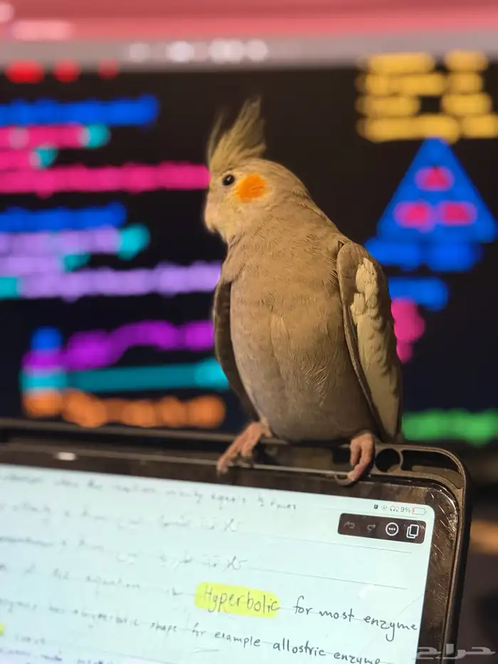 كروان كوكتيل للبيع 0