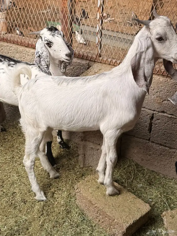 توس مخصاه تربية 4