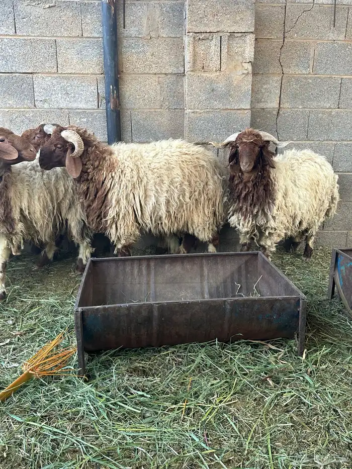 خرفان نعيمي ذبح وتوصيل 2