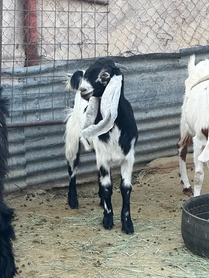 معزاء العدد 5 وتيس تام حار 0