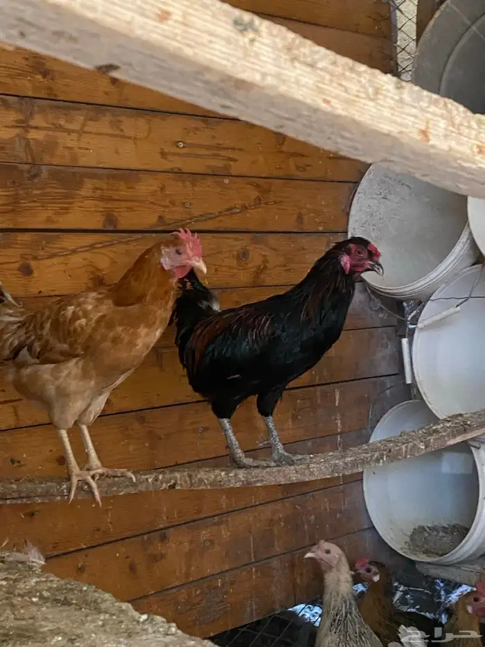 دجاج بلدي بياض 1