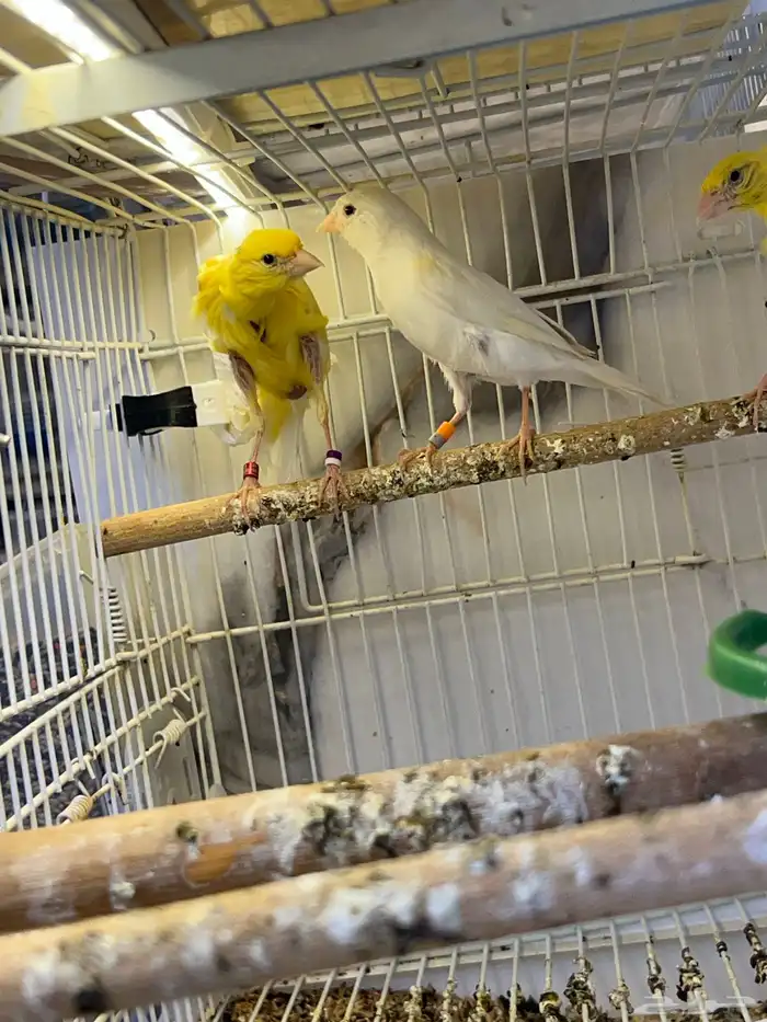 أناثي كناري جيبوسو 3