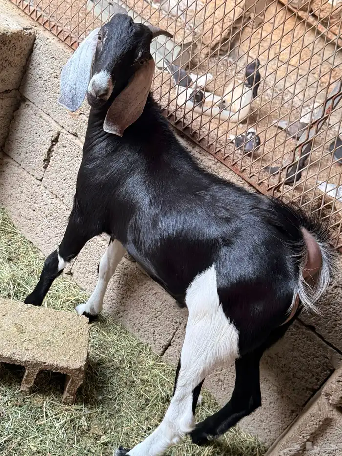 توس مخصاه تربية 6