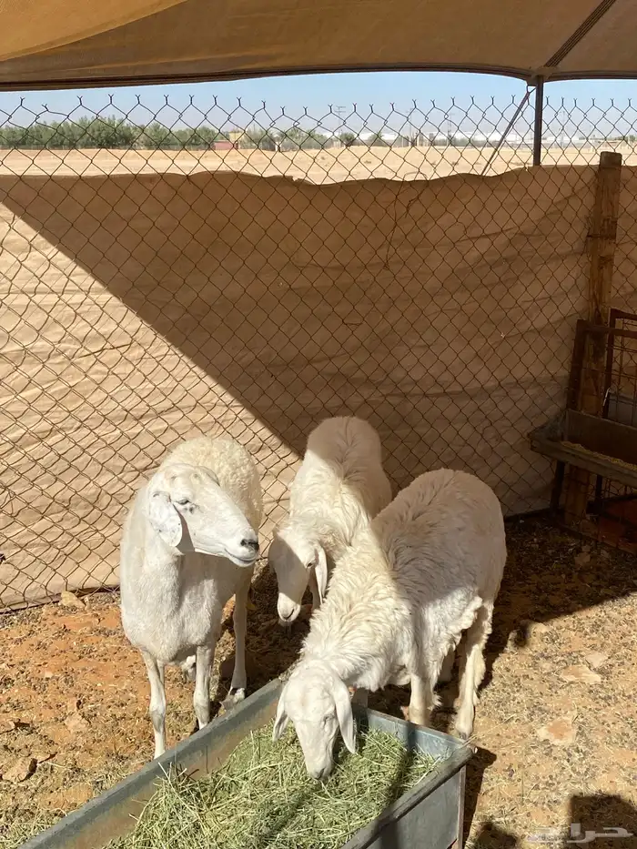 رخال حريات و شاه حايل 1