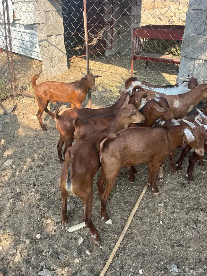 تيوس العدد 14 الحد من. 1100 12